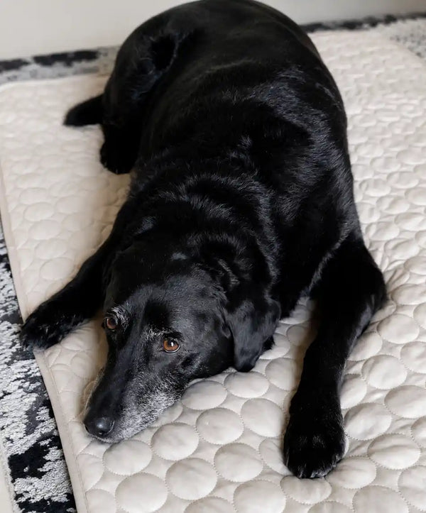 PetMade Cool Rest user Emma R.